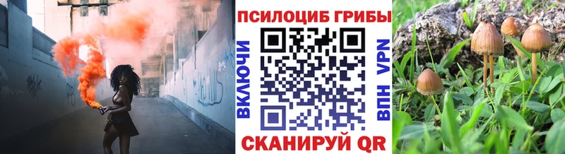 Купить  Шагонар  Псилоцибиновые грибы прущие грибы 